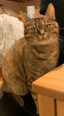 Hledáme kocoura ke krytí, klidně bez PP