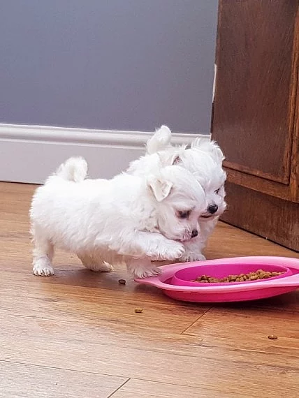 maltské štěňátka k dispozici