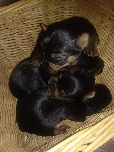 Štěňata jorkšírského teriéra