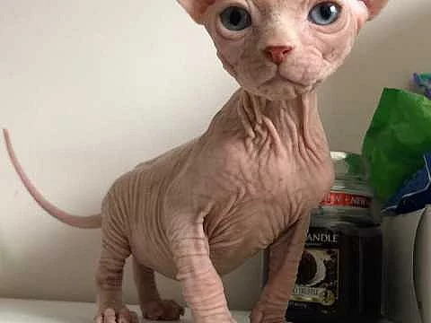 Krásné růžové sphynx koťata