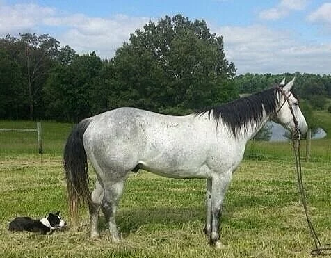 šedý valach kone