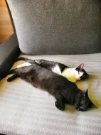 Daruji kočičku a kocourka