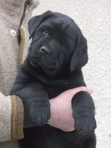 Labrador retriever