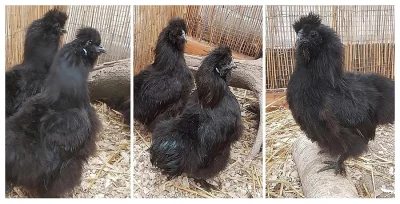 Zakrslá hedvábnička