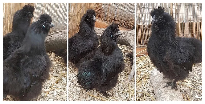 Zakrslá hedvábnička