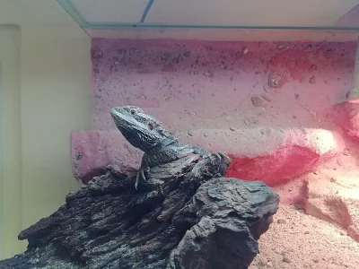 Agama vousatá samec