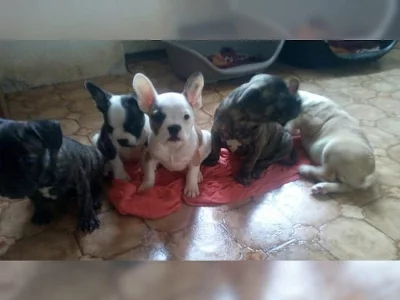 Francouzský buldoček na prodej bez PP