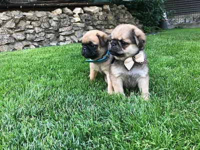 Mops - prodám štěňata