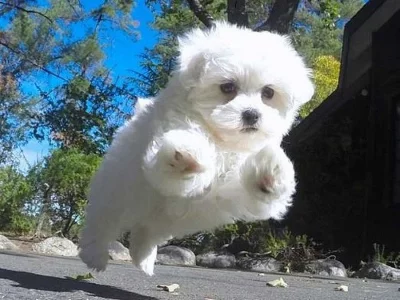 Maltézský psík-prodám štěňátka