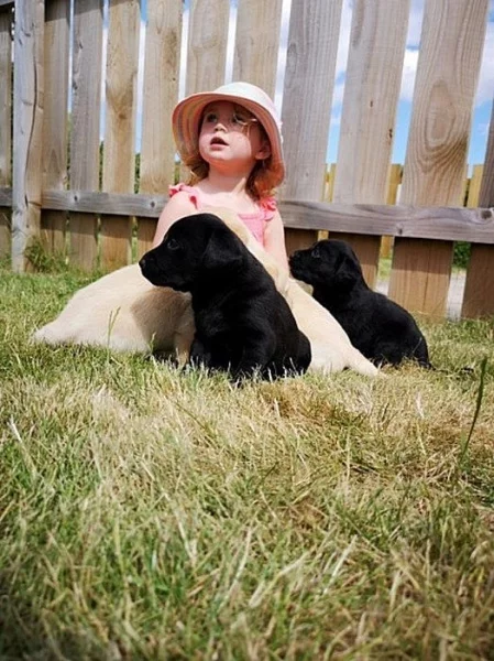 Smetanová štěňátka labradora s PP