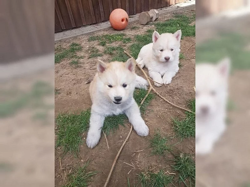 šteniatka sibírsky husky