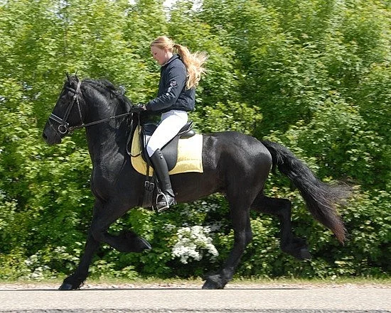 dokonalý fríský kůň