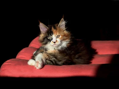 Chovatelská stanice MCO Avihans,CZ