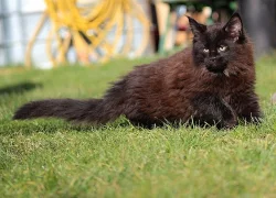 Chovatelská stanice MCO Avihans,CZ