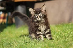 Chovatelská stanice MCO Avihans,CZ