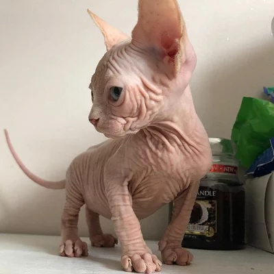 Krásné růžové sphynx koťata
