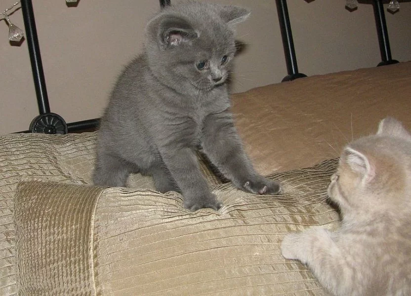 Zdravá britská krátkosrstá koťata