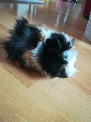 Prodám čtyřtýdenní morčátko