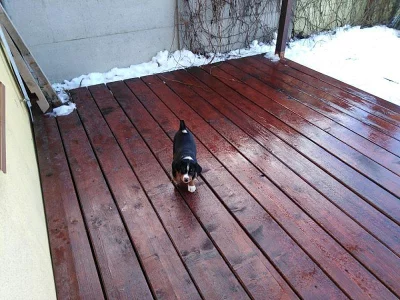 Štěňátka Appenzellský salašnický pes s PP