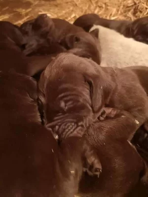 PRODÁM ŠTĚŇATA NĚMECKÉHO KRÁTKOSRSTÉHO OHAŘE