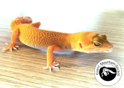 Gekončík noční (Eublepharis macularius) okres Trutnov