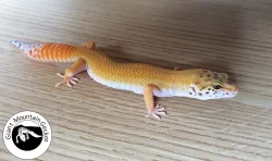 Gekončík noční (Eublepharis macularius) okres Trutnov