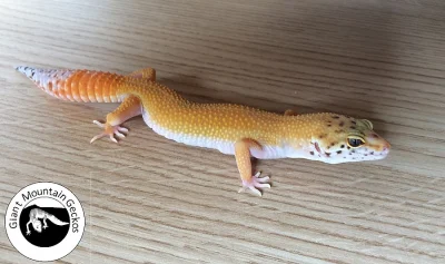 Gekončík noční (Eublepharis macularius) okres Trutnov