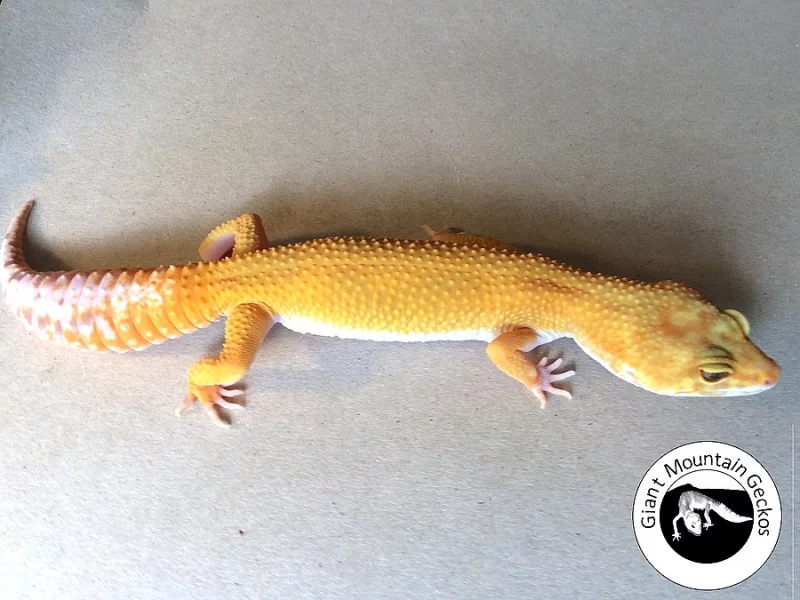 Gekončík noční (Eublepharis macularius) okres Trutnov