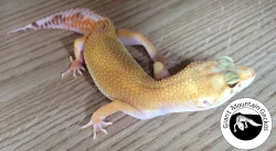 Gekončík noční (Eublepharis macularius) okres Trutnov