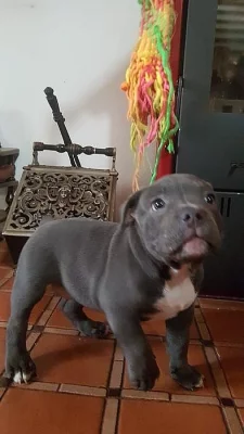 American Bully