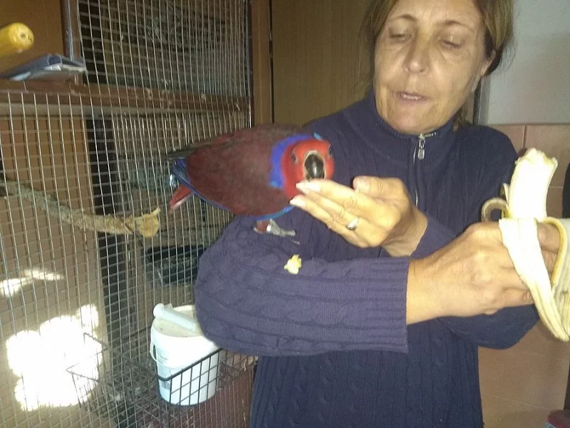 Eklektus Polychloros