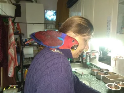 Eklektus Polychloros