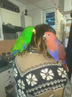 Eklektus Polychloros