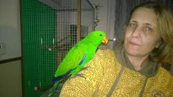 Eklektus Polychloros