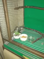 pap.žlutotemenný mayeri 1.1