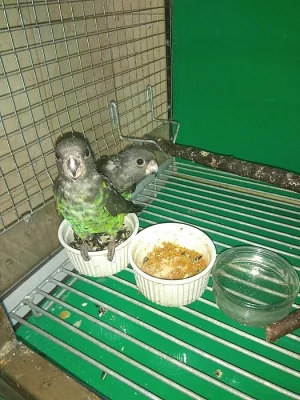 pap.žlutotemenný mayeri 1.1