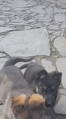 Prodam štěně no bez pp