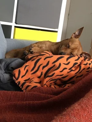 Daruji trpsaličího pinče bez pp