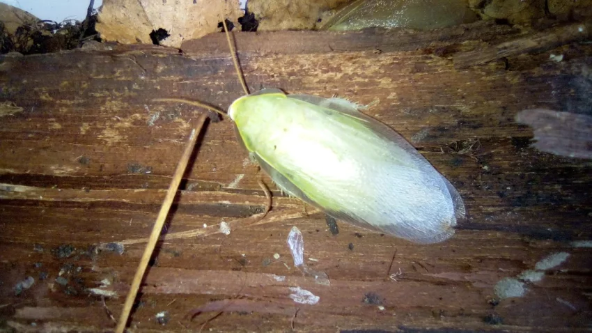 Panchlora Nivea - šváb zelený