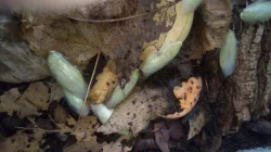 Panchlora Nivea - šváb zelený