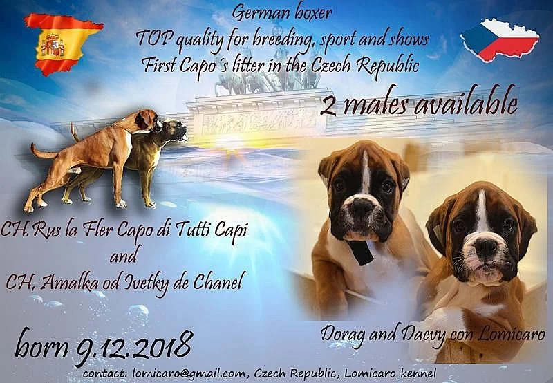 Boxer – štěňata