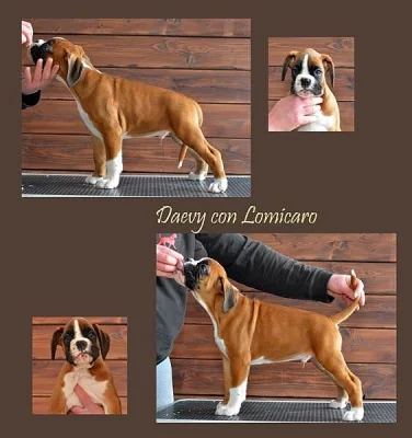 Boxer – štěňata