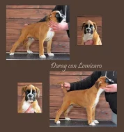 Boxer – štěňata