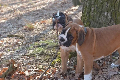 Boxer – štěňata