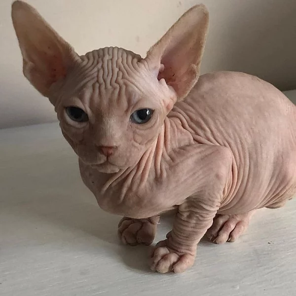 Krásné růžové sphynx koťata