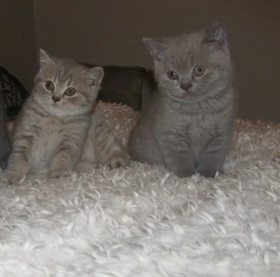 Zdravá britská krátkosrstá koťata