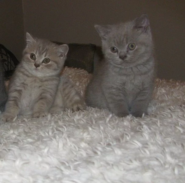 Zdravá britská krátkosrstá koťata