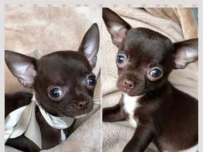 Čivava štěňata jsou k dispozici