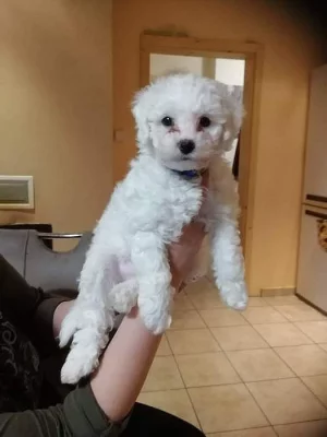 Bichon Frisé