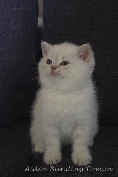 Britská krátkosrstá koťata s PP